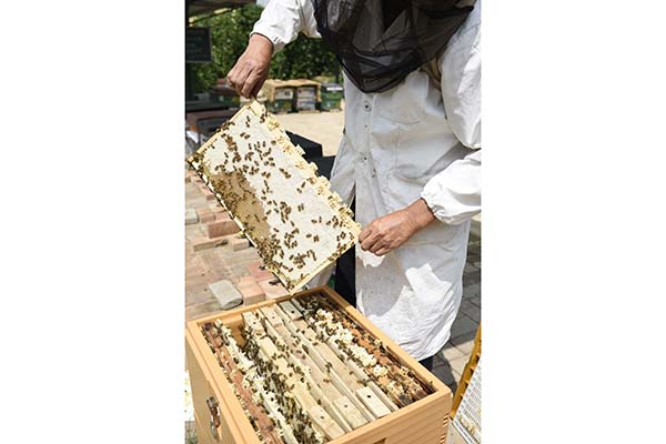 养蜂师傅查看蜜况